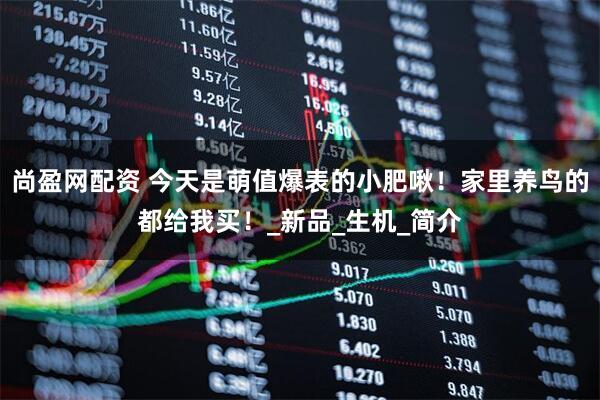 尚盈网配资 今天是萌值爆表的小肥啾！家里养鸟的都给我买！_新品_生机_简介